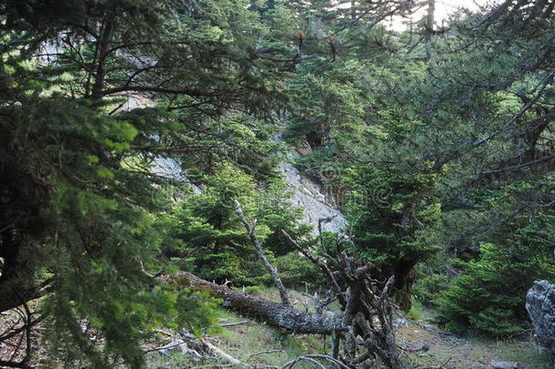 希腊松树和cedars_mount国家公园，希腊