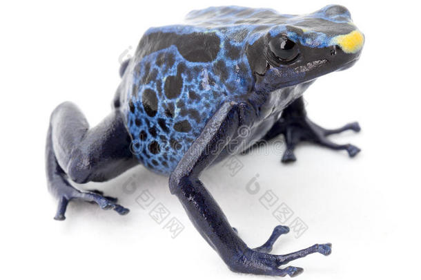 蓝色毒蛙在白色