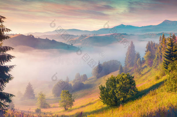 五彩缤纷的夏日早晨在喀尔巴阡山。