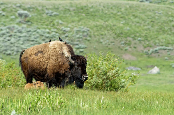 <strong>黄石国家公园</strong>的野牛家族。