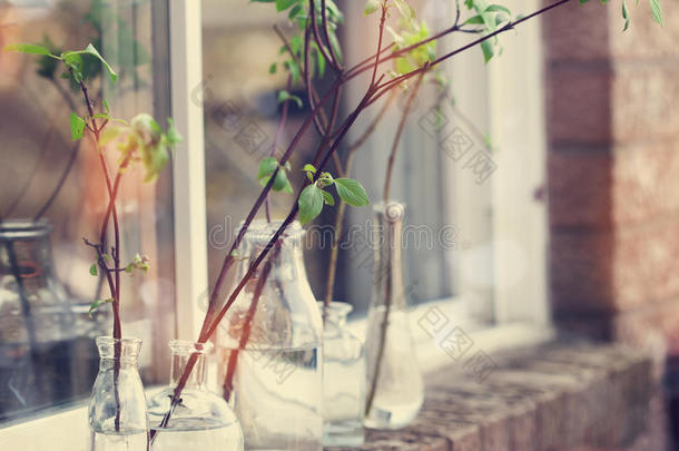 美丽的春天树枝在窗户上的玻璃瓶里。 回家