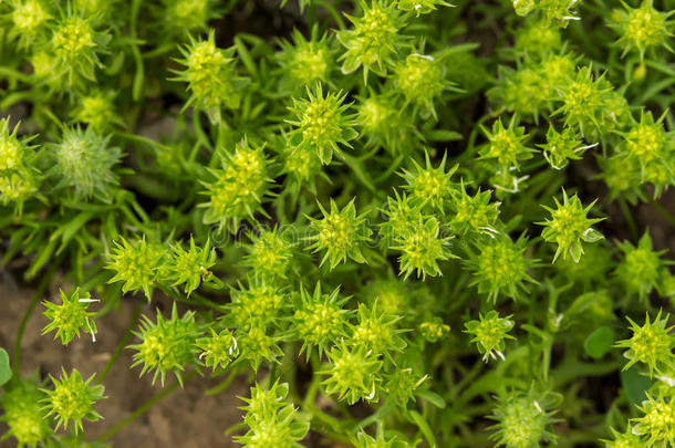 绿色<strong>草原</strong>多刺植物用于<strong>壁纸</strong>