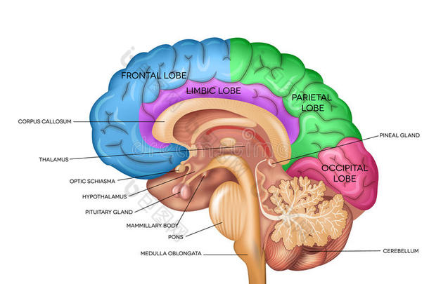 人脑解剖学