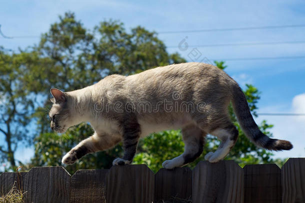 动物平衡的猫白天猫科动物