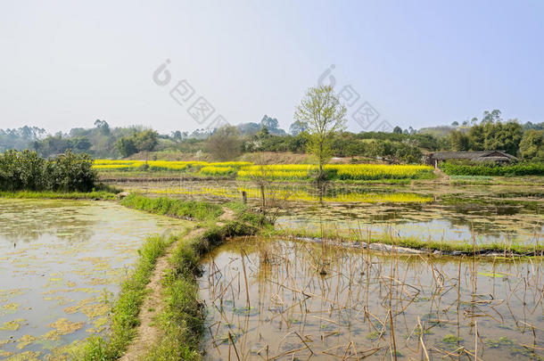 开花的春日，水浇地上长满草的小径