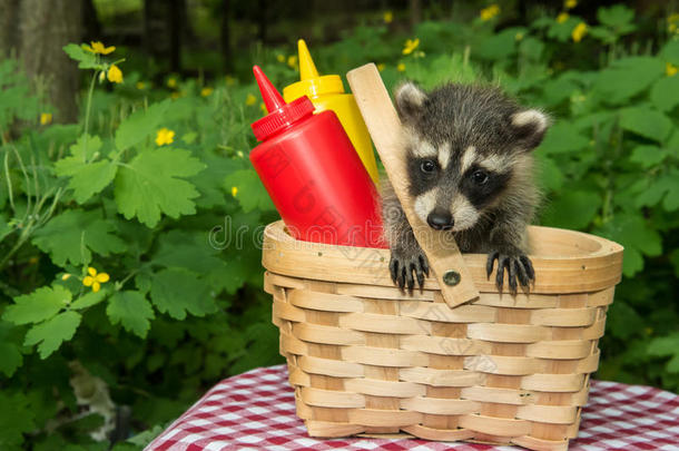 野餐篮子里的小浣熊