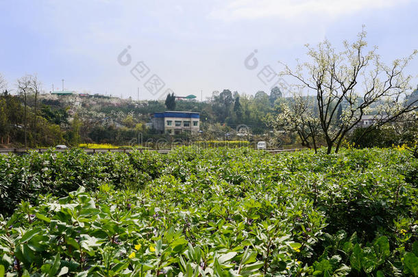 阳光明媚的春天，开花的马豆田里开花的梨树