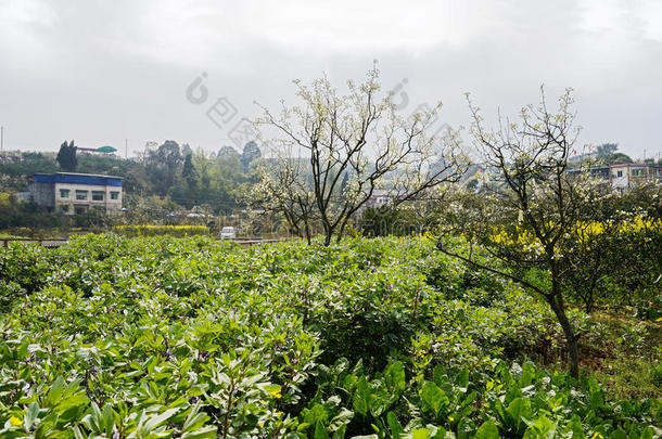 开花的梨树和开花的蚕豆在村庄之前