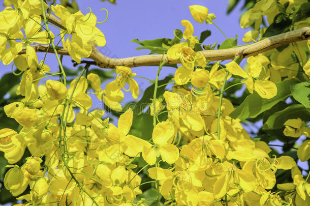 花园的<strong>决明子瘘</strong>管