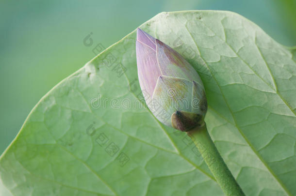 <strong>荷花</strong>与<strong>荷花</strong>植物