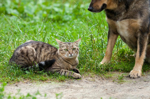 猫狗最好的朋友