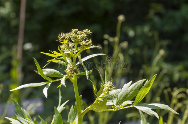 伞形科蜂房植物区系花花园