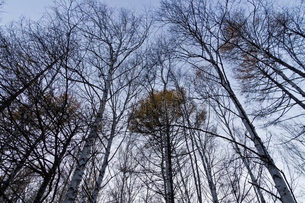 深秋的桦树林