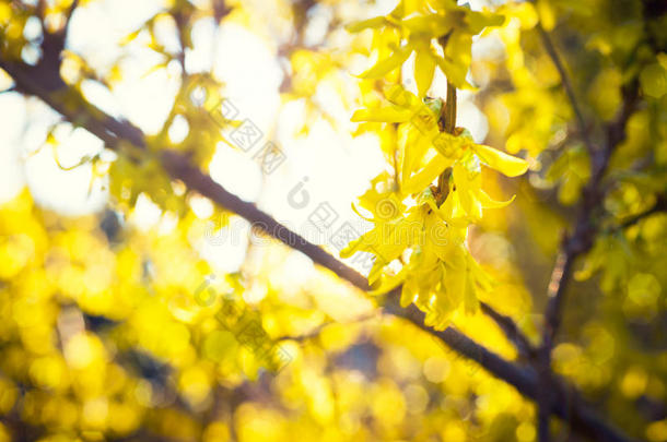 盛开的连翘，春天的背景有黄色的花树枝