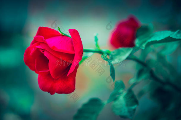 美丽的鲜红色玫瑰