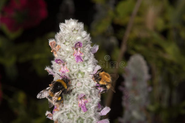 蜜蜂一边从花中吮吸花粉