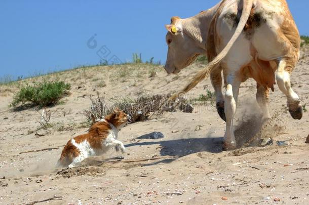 狗攻击一头牛