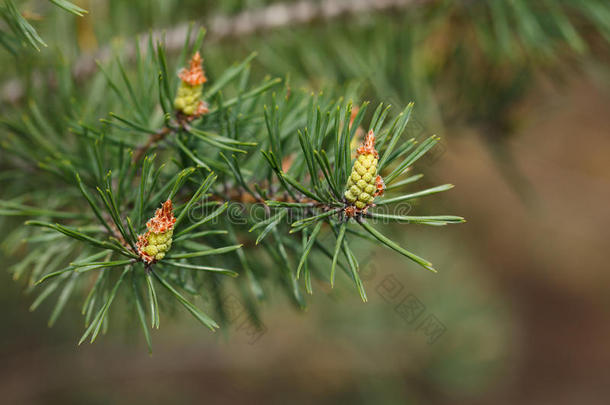 开花植物学分支芽<strong>萌芽</strong>