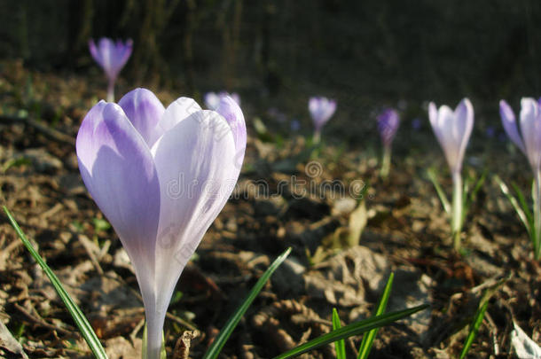 盛开的红花或藏红花<strong>阳光</strong>照射的花在<strong>阳光</strong>明媚的<strong>阳光</strong>下。