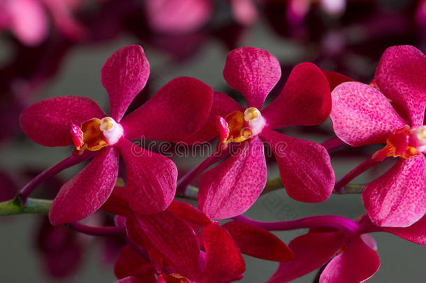 五颜六色的兰花，花朵生机勃勃的概念，柔和的焦点