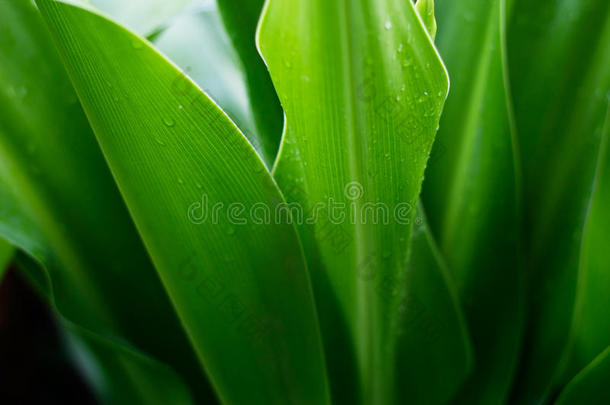 清新的绿色植物叶子热带自然雨后，柔和的焦点