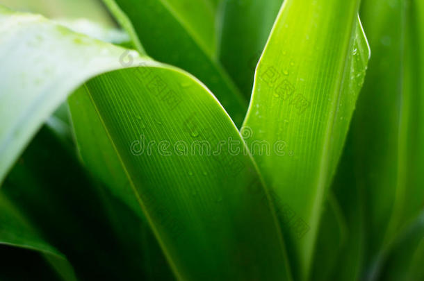 新鲜绿色植物叶片热带自然雨后，柔和的焦点和模糊