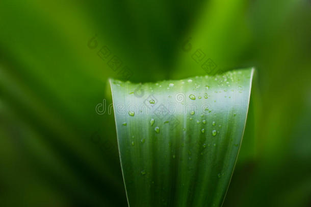 清新的绿色植物叶子热带自然雨后，柔和的焦点