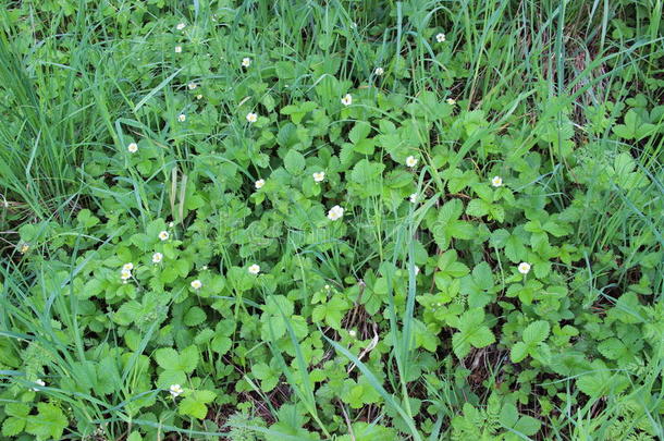 Fragaria Vesca，俗称野生草莓，林地草莓，高山草莓，欧洲草莓，或巴西，