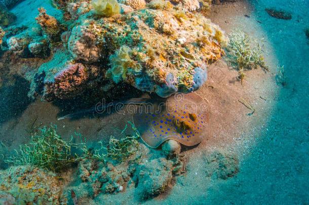 非洲动物水族馆蓝色蓝盆