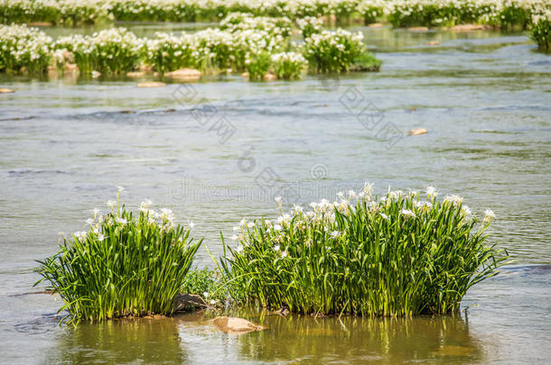 石蒜科<strong>积雪草</strong>美女开花植物学的