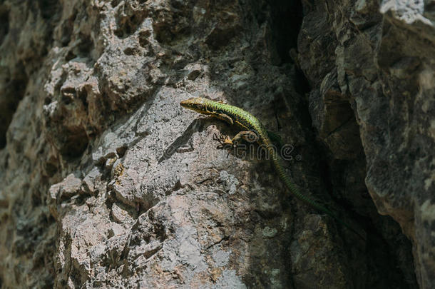 绿色蜥蜴爬在石头上