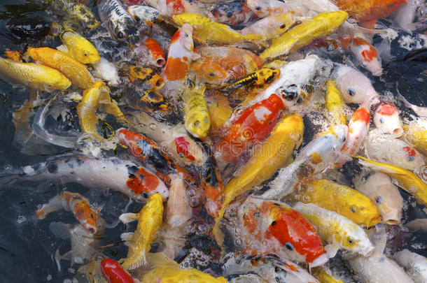 美丽的锦鲤鱼在上海寺庙花园为食物而战