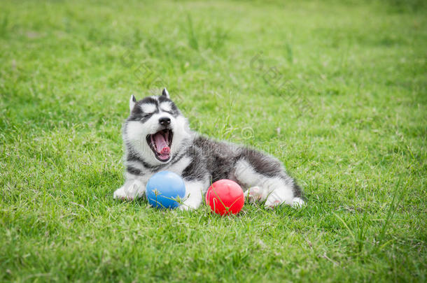 可爱的西伯利亚哈士奇小狗玩球