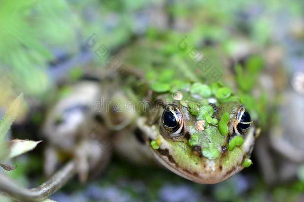 沼泽里的绿色青蛙
