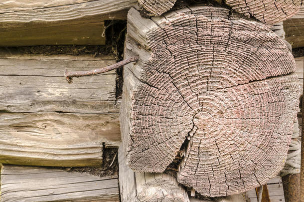 有年轮的旧木原木的细节
