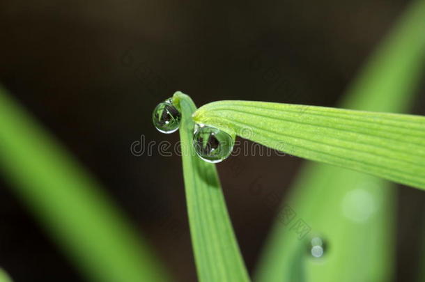 美丽的之前乌鸦露水眼睛