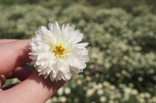 菊花茶花