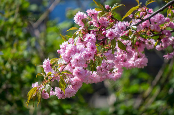 <strong>春天开花的树</strong>