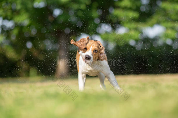 动物小猎犬明亮的英国的犬科动物