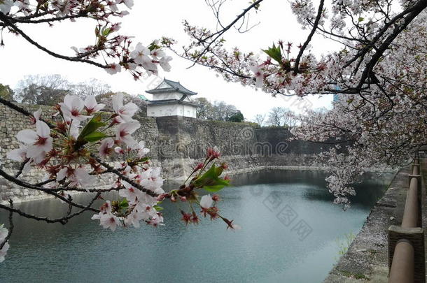樱花，日本开花樱桃与城堡