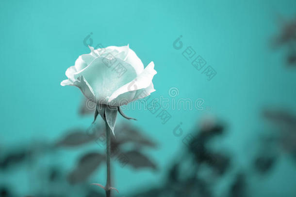 美丽浪漫的蓝色玫瑰花色调的绿色模糊背景，复古风格
