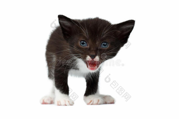 特写可爱的喵喵的黑色巧克力小猫在白色