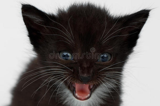 特写可爱的<strong>喵喵</strong>的黑色巧克力小猫在白色