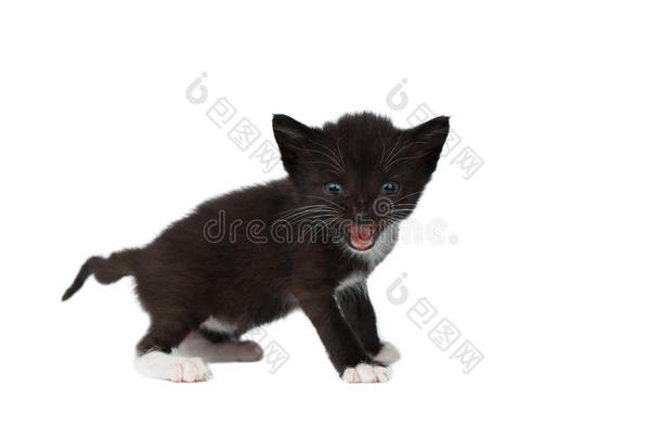 特写可爱的喵喵的黑色巧克力小猫在白色