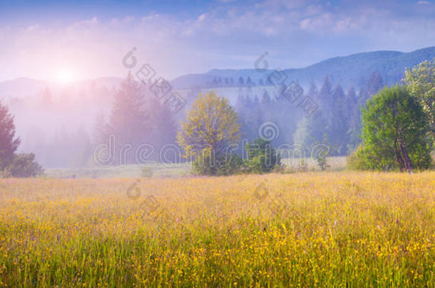五彩缤纷的夏季日出在雾蒙蒙的喀尔巴阡山