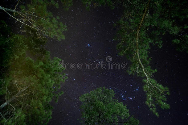 天文学背景树叶森林银河系