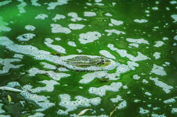湖水中的青蛙