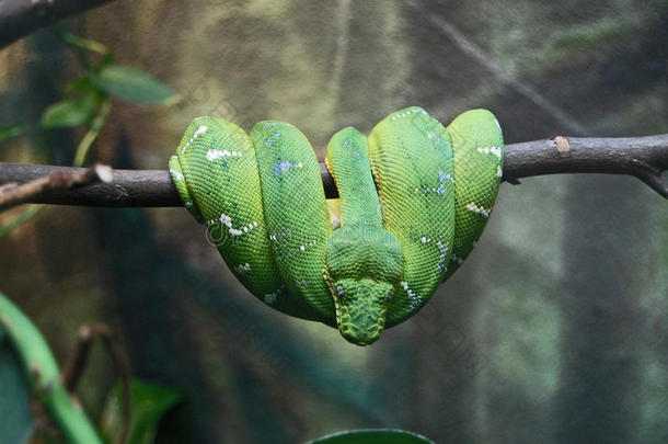 绿色的蛇缠绕在树枝上