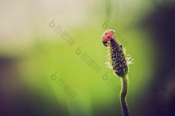 背景美丽的美女甲虫生物学