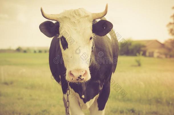 农业动物黑色牛繁殖
